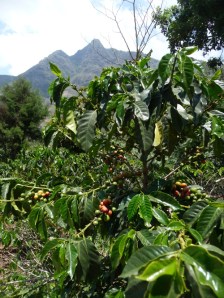 Coffee Plants